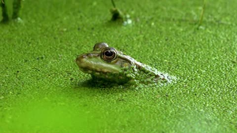 A black spotted frog waiting for food in a swamp