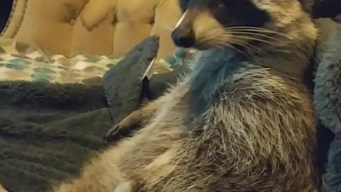 Raccoon Acting Crazy on The Couch