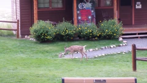 Fawn and Bunny Playtime
