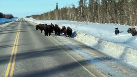 ICE ROAD TRUCKERS