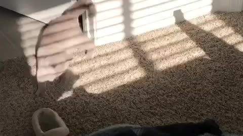 Curious Kitten Goes After Human Shadow
