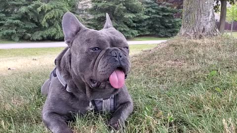On a lookout frenchie style