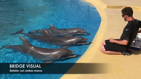 Dolphine training video