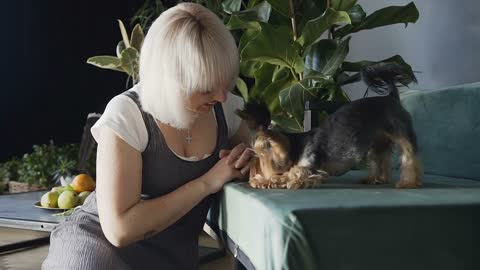 Pretty blond woman dressed in sumeer with yorkshire terrier dog