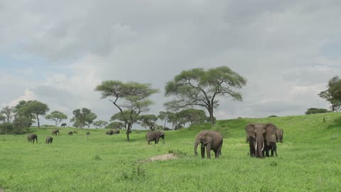 Travel to Africa on safari African Wildlife life
