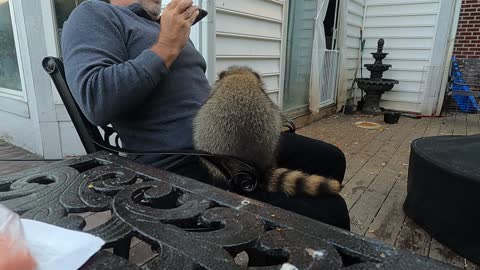 Baby Raccoons hanging out with me on my back deck