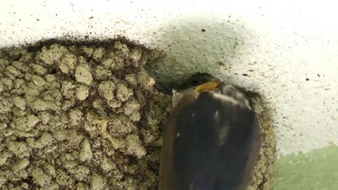 Mother Bird Feeding Baby Birds