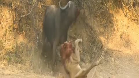 Lion hunts buffalo