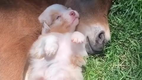 PUPPY & DONKEY NAPPING AND DREAMING!!