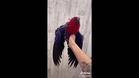 Cute and Funny Parrots Videos Compilation ~ Pet Birds of TikTok Compilation