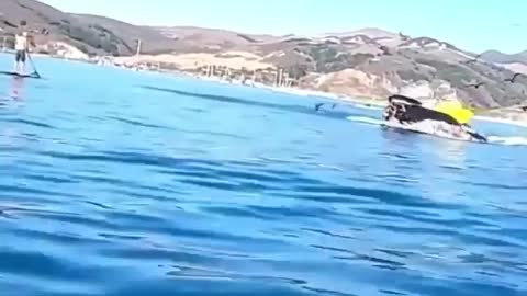 Whale almost swallows a man
