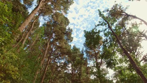 Evergreen Forest Sky Trees