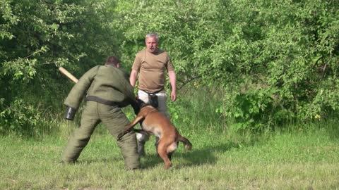 Dog defence cynology exercise. Dog is defencing and counter-attacking a man with a bat