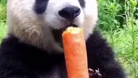 Un Panda 🐼 Mange Carrot