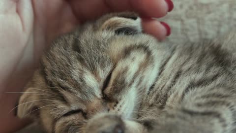 cute kitte