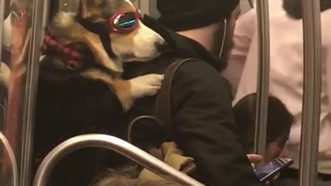 Dog strapped onto owner's back on subway train
