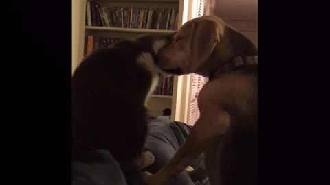 Persistent Dog Won't Give Up 'Till New Cat Loves Him Back
