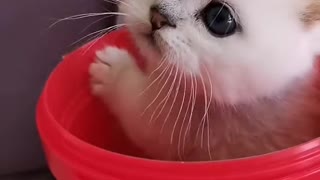 lovely and funny cat videos 2021