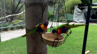 Rainbow Lorikeets feeding