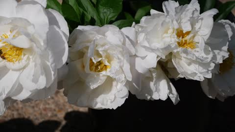 FULL PEONY TOUR: Peony Garden Tour