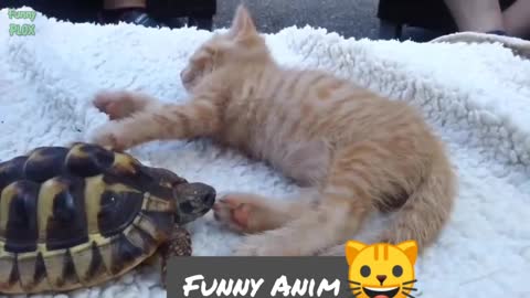 Funny cat 😺 videos, short video| animal video
