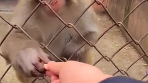 Best funny video of monkey 🐒