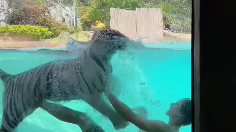 Swimming with tiger