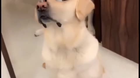 You Should watch the reaction of DOG