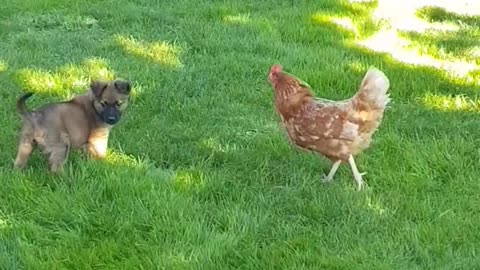 Coq 🐓 vs dog
