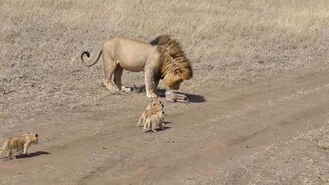 Lion dad tries to ditch his kids