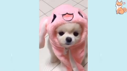 Baby dog wearing clothes