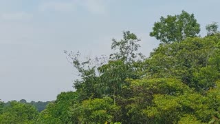 Airbus A321 PT-MXA von São Paulo(Guarulhos) nach Manaus