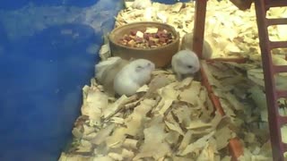 Vários hamsters fazendo coisas diferentes na loja de animais, é hora do lazer [Nature & Animals]