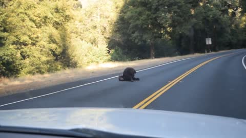 Bear gets hit by car in california