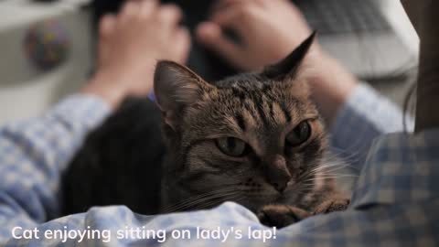 Cat enjoying lady's lap
