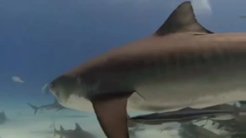 Tiger Shark big turn