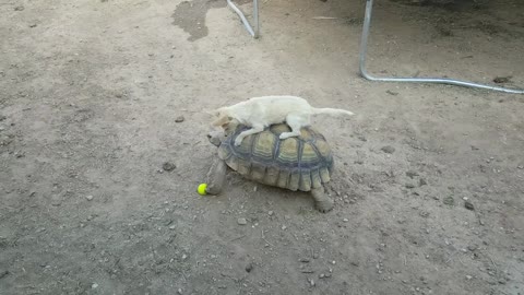 Small Dog Rides On A Tortoise's Shell With His Tennis Ball