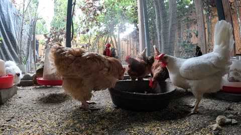 Backyard Chickens Coop Video Sounds Noises Hens Roosters!