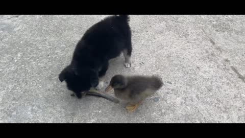 The dog and the duck who snatch the fish