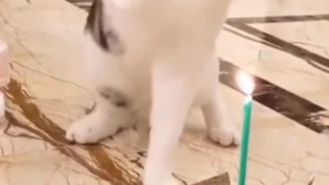 Kitty Trying to blow her birthday candle