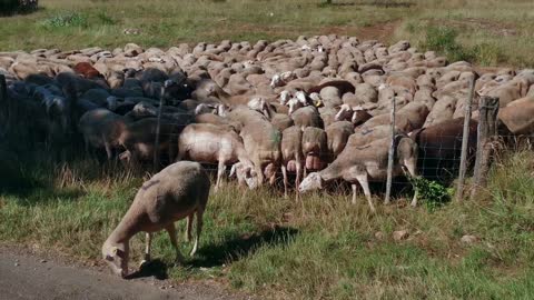 Livestock grazing, flock of sheep eating grass inside fence in farm in southern France