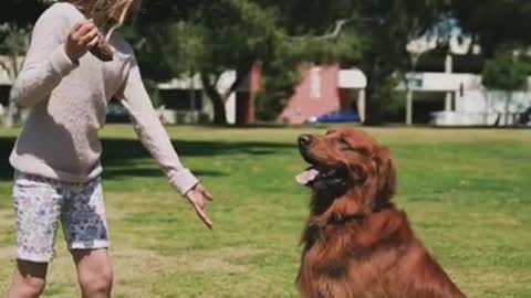Funniest and Cutest Dog Training Tricks