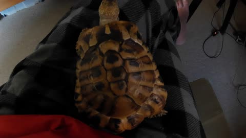 Tordy The Tortoise - Wants Held and Play Time