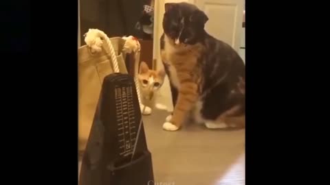 Pets animals funny movement new video 2021