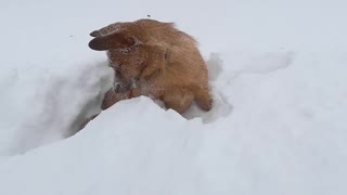 Happy Dog Tunnels Through Snow