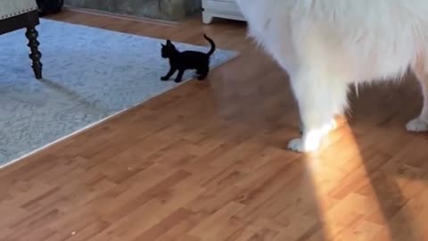 Baby panther attacks polar bear