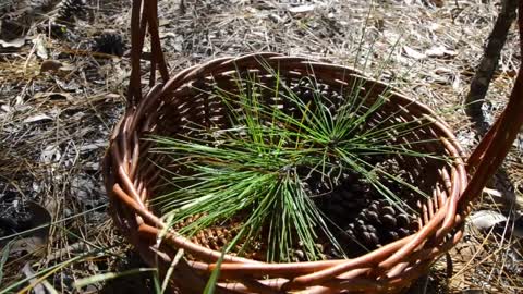 Pine Needle Tea " Suramin "- Purify Blood, Boost Immune System - POSSIBLE VACCINE DETOX