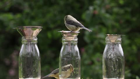 Blue Tit Bird Blue Wildlife Garden Bottles