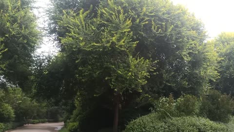 There are dense trees on both sides of the road