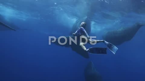 Girl Engaging Snorkeling Swimming Underwater Sperm Whale.